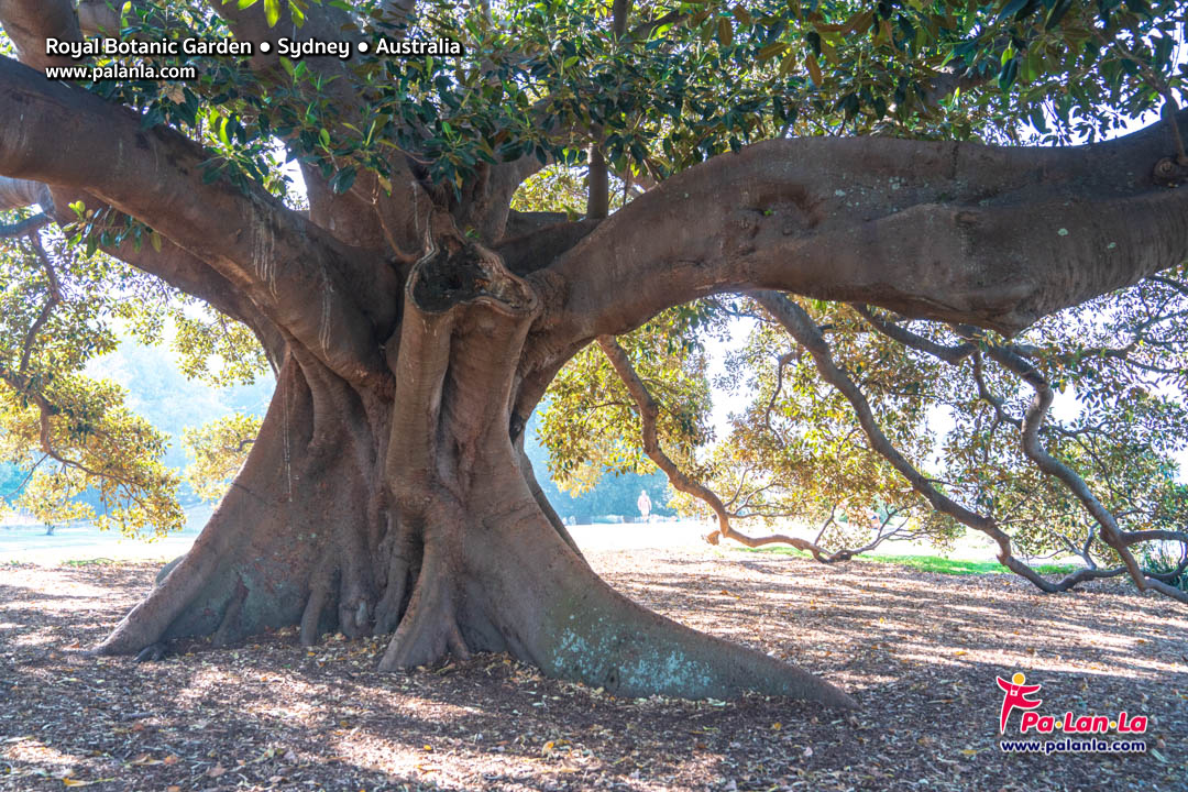 Royal Botanic Gardens
